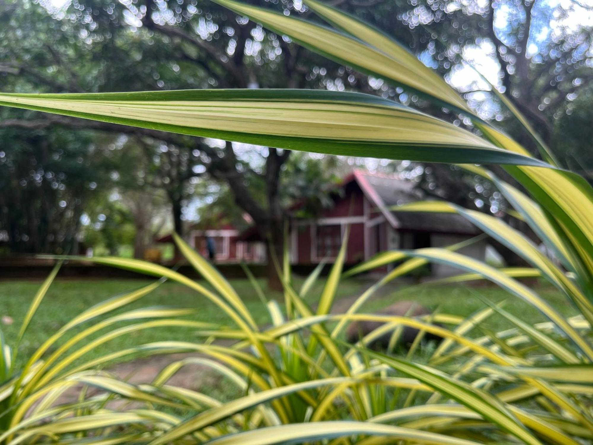 Royal Green Garden - Puttalam Exterior foto